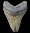 Bargain, Megalodon Tooth - North Carolina #80858-1